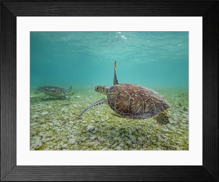 Framed Print : Green Turtle (Chelonia mydas), Grand Cayman, Cayman Islands, British West Indies Framed Print : Green Turtle (Chelonia mydas), Grand Cayman, Cayman Islands, British West Indies