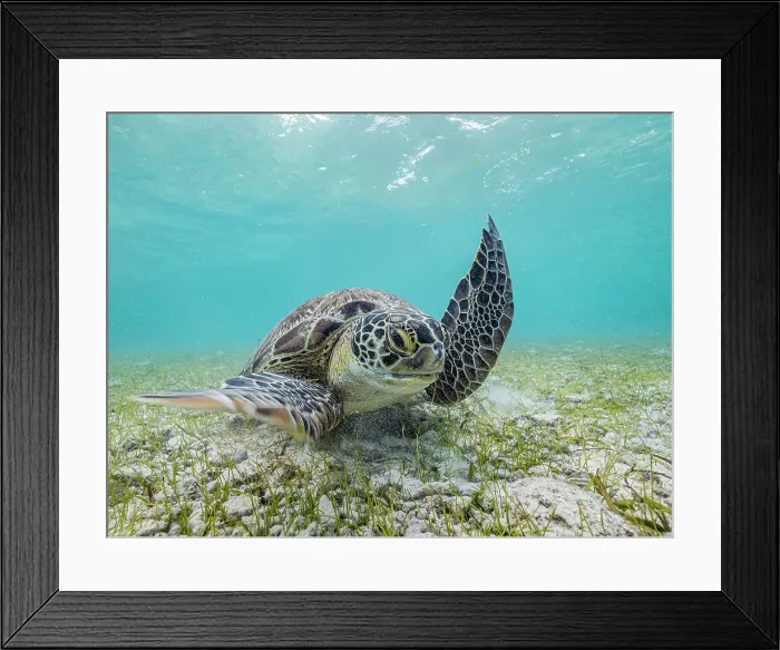 Framed Print : Green Turtle (Chelonia mydas), Grand Cayman, Cayman Islands, British West Indies Framed Print : Green Turtle (Chelonia mydas), Grand Cayman, Cayman Islands, British West Indies
