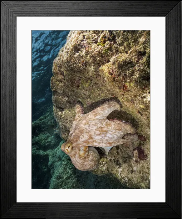 Framed Print : Common Octopus (Octopus vulgaris), Grand Cayman, Cayman Islands, British West Indies Framed Print : Common Octopus (Octopus vulgaris), Grand Cayman, Cayman Islands, British West Indies