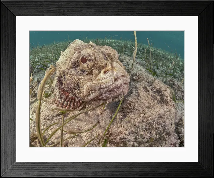 Framed Print : Spotted Scorpionfish (Scorpaena plumieri), Grand Cayman, Cayman Islands, British West Indies