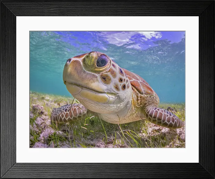 Framed Print : Green Turtle (Chelonia mydas), Grand Cayman, Cayman Islands, British West Indies Framed Print : Green Turtle (Chelonia mydas), Grand Cayman, Cayman Islands, British West Indies