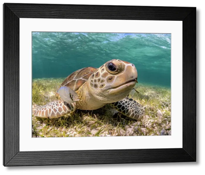Framed Print : Green Turtle (Chelonia mydas), Grand Cayman, Cayman Islands, British West Indies Framed Print : Green Turtle (Chelonia mydas), Grand Cayman, Cayman Islands, British West Indies