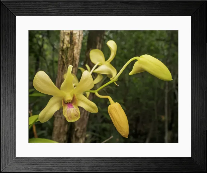 Framed Print : Dendrobium sp. of orchid, Queen Elizabeth II Botanical Park, Grand Cayman, Cayman Islands, British West Indies Framed Print : Dendrobium sp. of orchid, Queen Elizabeth II Botanical Park, Grand Cayman, Cayman Islands, British West Indies