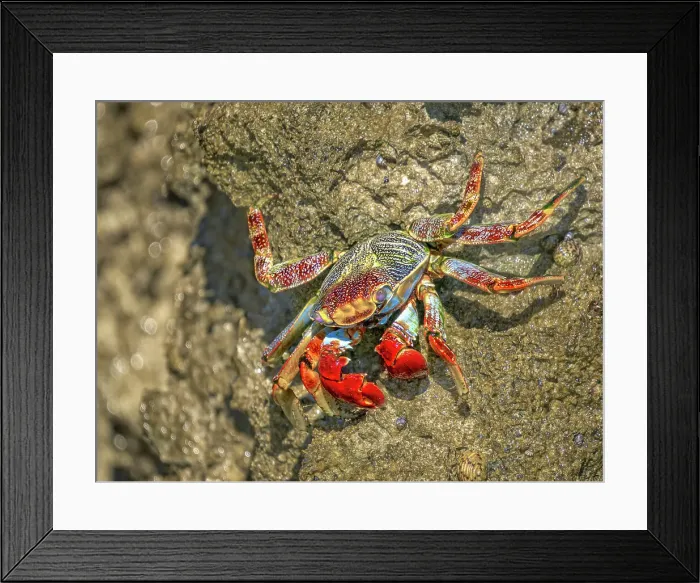Framed Print : Sally Lightfoot Crab (Grapsus grapsus), Grand Cayman, Cayman Islands, British West Indies Framed Print : Sally Lightfoot Crab (Grapsus grapsus), Grand Cayman, Cayman Islands, British West Indies