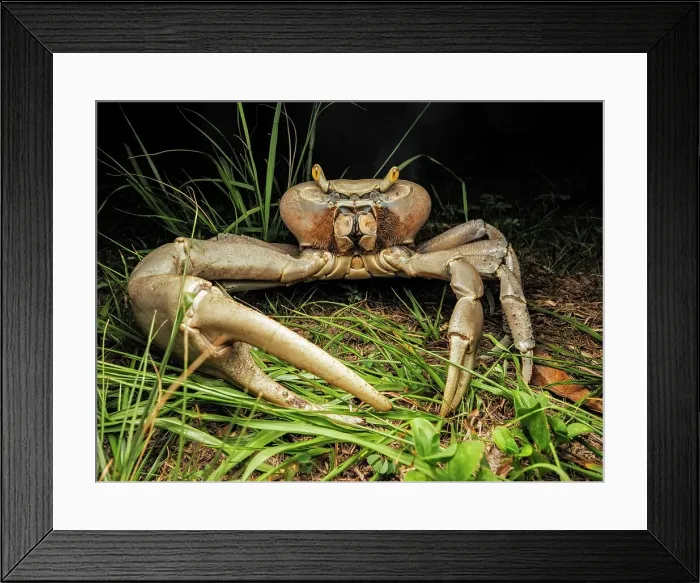 Framed Print : White Land Crab (Cardisoma guanhumi), Grand Cayman, Cayman Islands, BWI Framed Print : White Land Crab (Cardisoma guanhumi), Grand Cayman, Cayman Islands, BWI