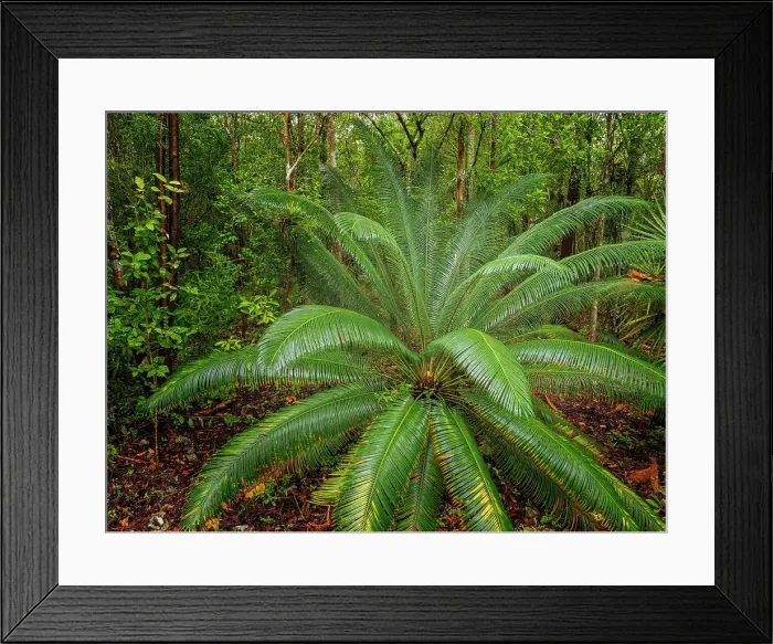 Framed Print : Forest scene from Grand Cayman, Cayman Islands, British West Indies Framed Print : Forest scene from Grand Cayman, Cayman Islands, British West Indies