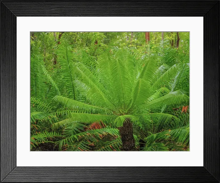 Framed Print : Forest scene from Grand Cayman, Cayman Islands, British West Indies