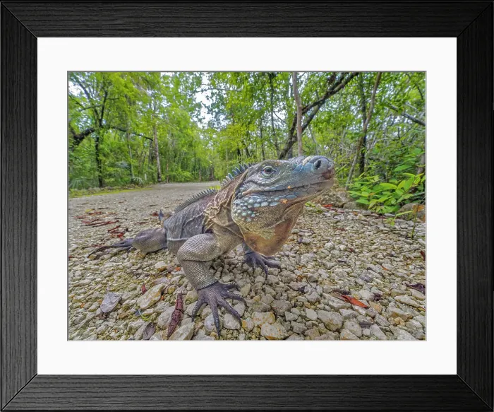 Framed Print : Blue Iguana (Cyclura lewisi), Grand Cayman, Cayman Islands, BWI Framed Print : Blue Iguana (Cyclura lewisi), Grand Cayman, Cayman Islands, BWI