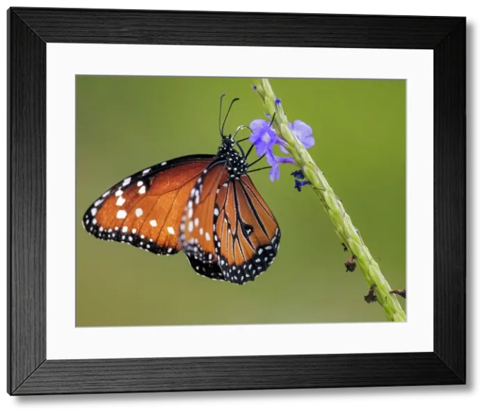 Framed Print : Queen Butterfly (Danaus gilippus), Grand Cayman, Cayman Islands, British West Indies Framed Print : Queen Butterfly (Danaus gilippus), Grand Cayman, Cayman Islands, British West Indies