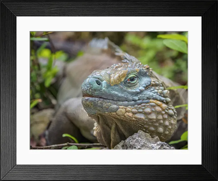 Framed Print : Blue Iguana (Cyclura lewisi), Grand Cayman, Cayman Islands, BWI Framed Print : Blue Iguana (Cyclura lewisi), Grand Cayman, Cayman Islands, BWI