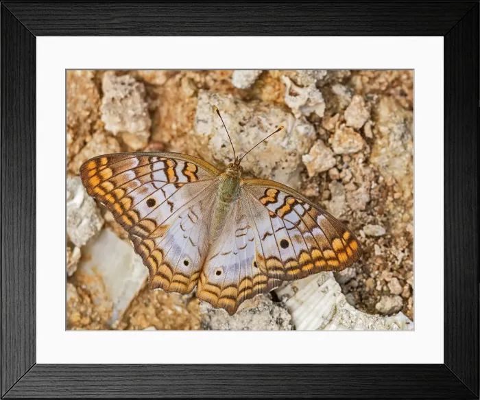 Framed Print : White Peacock Butterfly (Anartia jatrophae) Grand Cayman, Cayman Islands, British West Indies Framed Print : White Peacock Butterfly (Anartia jatrophae) Grand Cayman, Cayman Islands, British West Indies