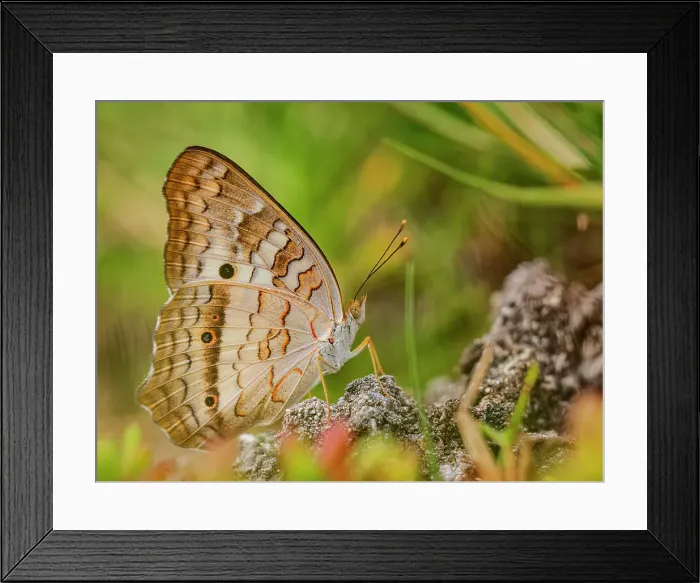 Framed Print : White Peacock Butterfly (Anartia jatrophae) Grand Cayman, Cayman Islands, British West Indies Framed Print : White Peacock Butterfly (Anartia jatrophae) Grand Cayman, Cayman Islands, British West Indies