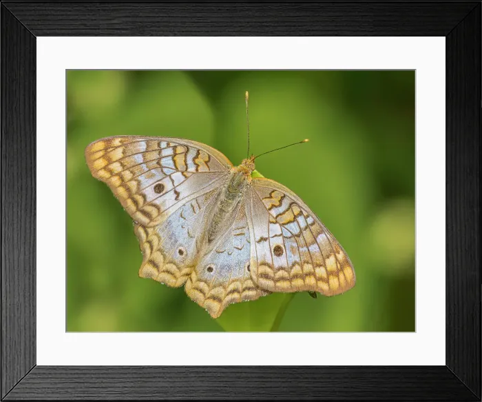 Framed Print : White Peacock Butterfly (Anartia jatrophae) Grand Cayman, Cayman Islands, British West Indies Framed Print : White Peacock Butterfly (Anartia jatrophae) Grand Cayman, Cayman Islands, British West Indies