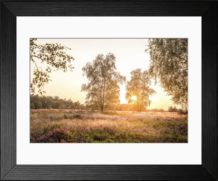 Framed Print : Sunset in the heath between Undeloh and Wesel, Luneburg Heath, Lower Saxony, Germany Framed Print : Sunset in the heath between Undeloh and Wesel, Luneburg Heath, Lower Saxony, Germany