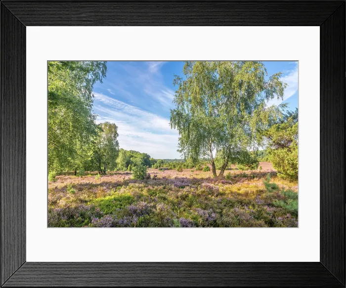 Framed Print : Typical heath landscape with birch and juniper in Totengrund near the village of Wilsede, Luneburg Heath, Lower Saxony, Germany Framed Print : Typical heath landscape with birch and juniper in Totengrund near the village of Wilsede, Luneburg Heath, Lower Saxony, Germany
