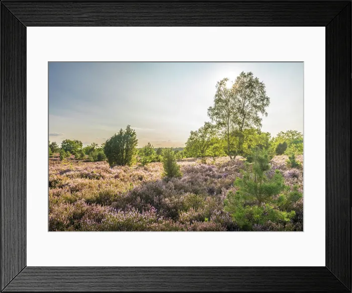 Framed Print : Heath landscape in the nature reserve at Wilsener Berg in the evening light, Luneburg Heath, Lower Saxony, Germany