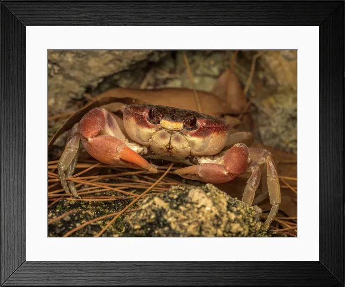 Framed Print : Black Land Crab (Gecarcinus ruricola), Grand Cayman, Cayman Islands, BWI