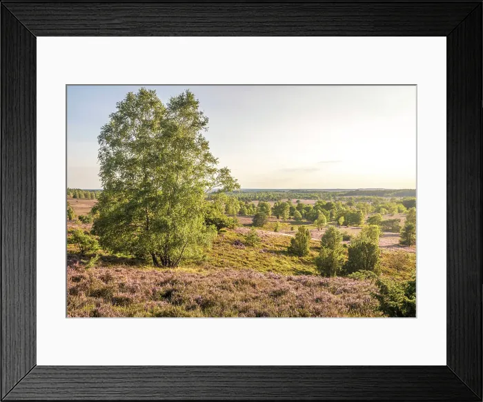 Framed Print : Heath landscape in the nature reserve at Wilsener Berg in the evening light, Luneburg Heath, Lower Saxony, Germany Framed Print : Heath landscape in the nature reserve at Wilsener Berg in the evening light, Luneburg Heath, Lower Saxony, Germany