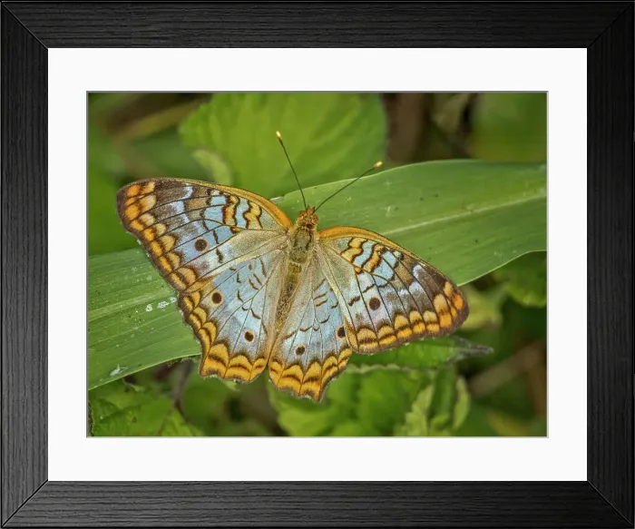 Framed Print : White Peacock Butterfly (Anartia jatrophae) Grand Cayman, Cayman Islands, British West Indies Framed Print : White Peacock Butterfly (Anartia jatrophae) Grand Cayman, Cayman Islands, British West Indies