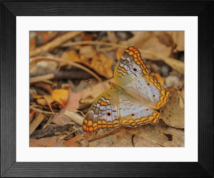 Framed Print : White Peacock Butterfly (Anartia jatrophae) Grand Cayman, Cayman Islands, British West Indies Framed Print : White Peacock Butterfly (Anartia jatrophae) Grand Cayman, Cayman Islands, British West Indies