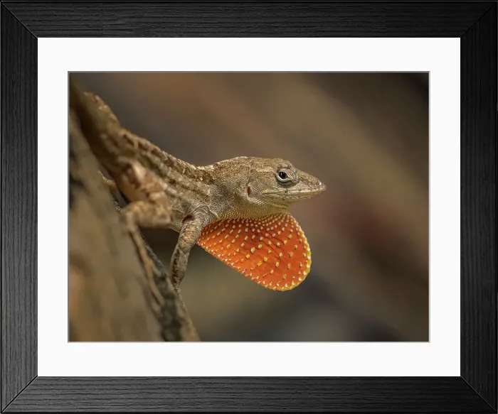 Framed Print : Brown Anole (Anolis sagrei), Grand Cayman, Cayman Islands, BWI Framed Print : Brown Anole (Anolis sagrei), Grand Cayman, Cayman Islands, BWI