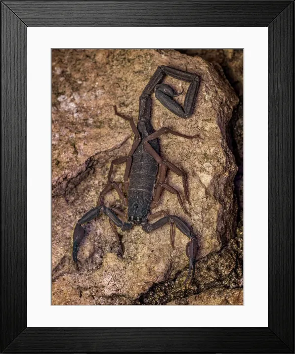 Framed Print : Grand Cayman Scorpion (Heteronebo caymanensis), Grand Cayman, British West Indies Framed Print : Grand Cayman Scorpion (Heteronebo caymanensis), Grand Cayman, British West Indies