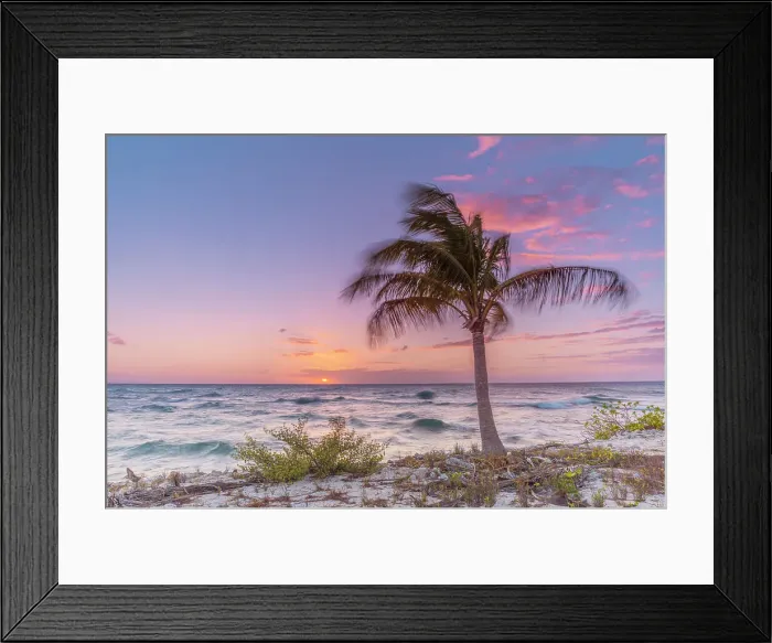Framed Print : A lone palm tree along the coast of Cayman Brac at dusk in the Cayman Islands, British West Indies Framed Print : A lone palm tree along the coast of Cayman Brac at dusk in the Cayman Islands, British West Indies