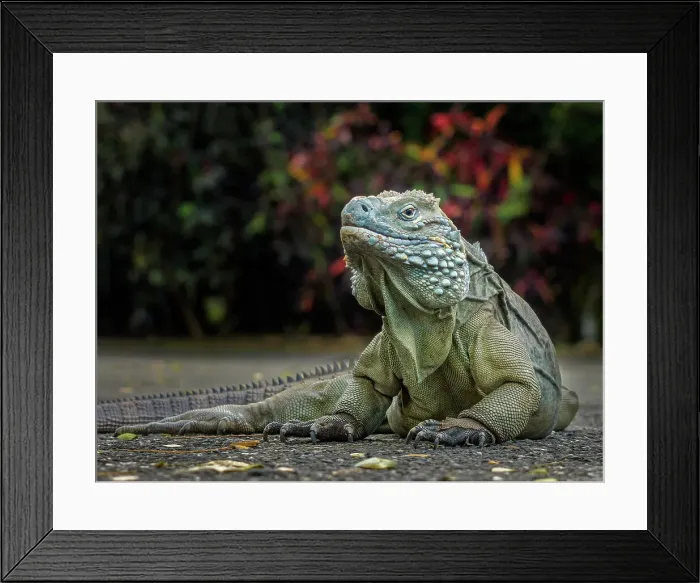 Framed Print : Blue Iguana (Cyclura lewisi), Grand Cayman, Cayman Islands, BWI Framed Print : Blue Iguana (Cyclura lewisi), Grand Cayman, Cayman Islands, BWI