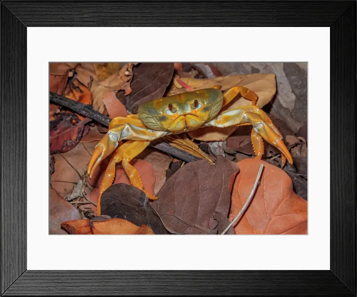 Framed Print : White Land Crab (Cardisoma guanhumi), Cayman Brac, Cayman Islands, BWI Framed Print : White Land Crab (Cardisoma guanhumi), Cayman Brac, Cayman Islands, BWI