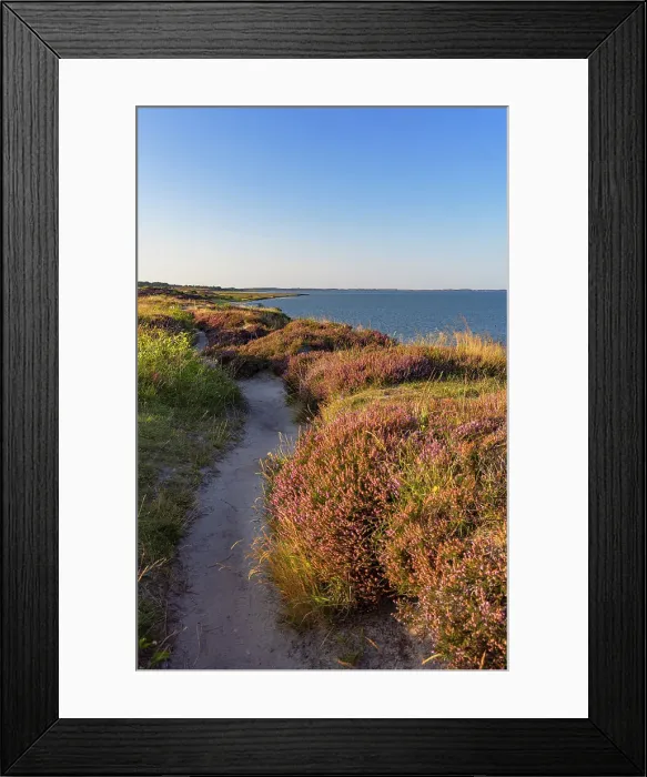 Framed Print : Pathway through heather, Braderup, Sylt, Schleswig Holstein, Germany Framed Print : Pathway through heather, Braderup, Sylt, Schleswig Holstein, Germany