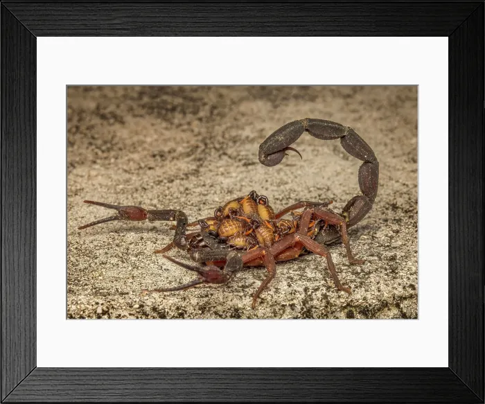 Framed Print : Cayman Scorpion with babies (heteronebo caymanensis), Grand Cayman, Cayman Islands, British West Indies Framed Print : Cayman Scorpion with babies (heteronebo caymanensis), Grand Cayman, Cayman Islands, British West Indies