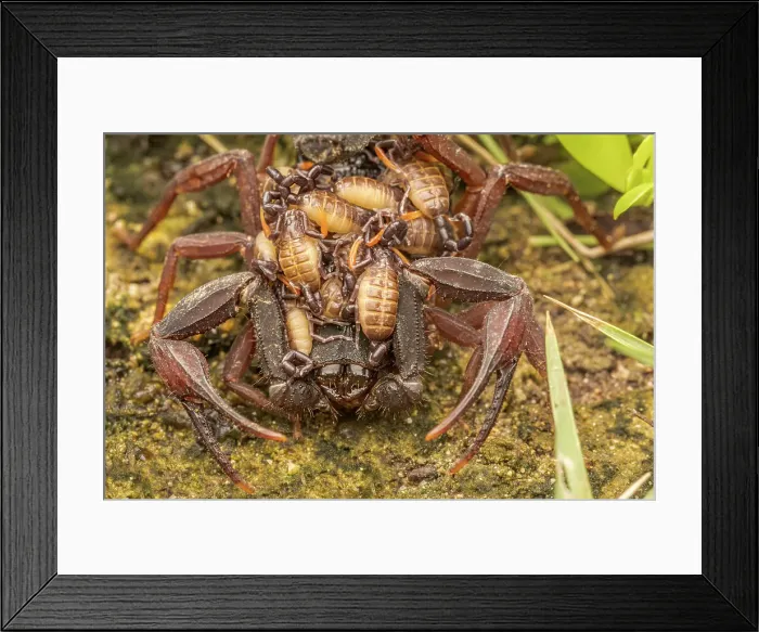 Framed Print : Cayman Scorpion with babies (heteronebo caymanensis), Grand Cayman, Cayman Islands, British West Indies Framed Print : Cayman Scorpion with babies (heteronebo caymanensis), Grand Cayman, Cayman Islands, British West Indies