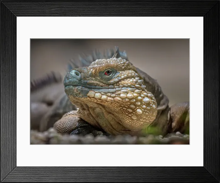 Framed Print : Blue Iguana (Cyclura lewisi), Grand Cayman, Cayman Islands, BWI Framed Print : Blue Iguana (Cyclura lewisi), Grand Cayman, Cayman Islands, BWI