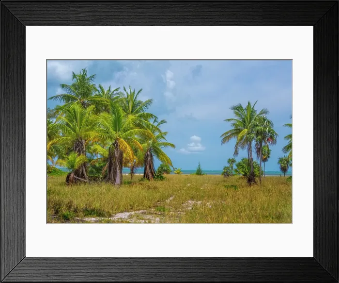 Framed Print : Palm Trees on Grand Cayman, Cayman Islands, British West Indies Framed Print : Palm Trees on Grand Cayman, Cayman Islands, British West Indies