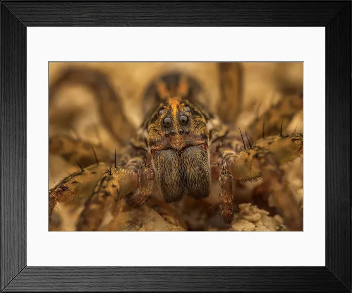 Framed Print : Wolf Spider, Grand Cayman, British West Indies Framed Print : Wolf Spider, Grand Cayman, British West Indies