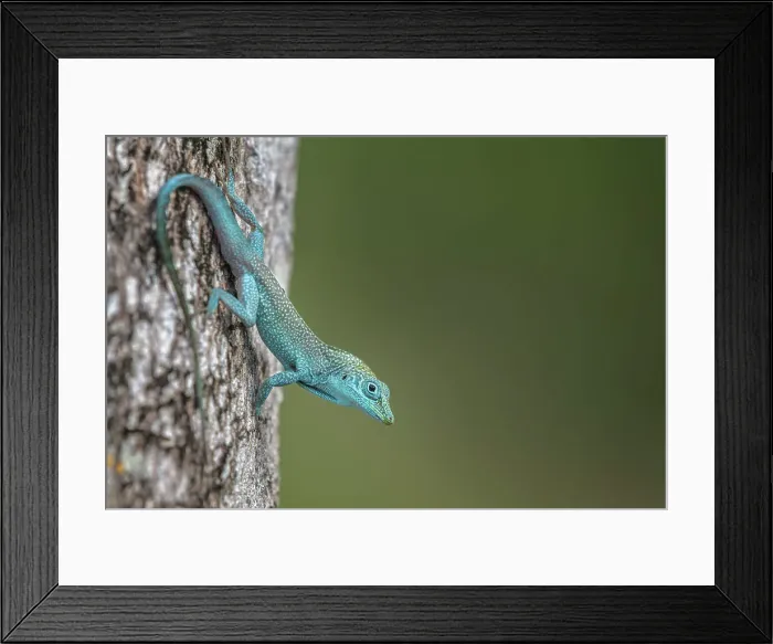 Framed Print : Grand Cayman Anole (Anolis conspersus), Garnd Cayman, British West Indies Framed Print : Grand Cayman Anole (Anolis conspersus), Garnd Cayman, British West Indies
