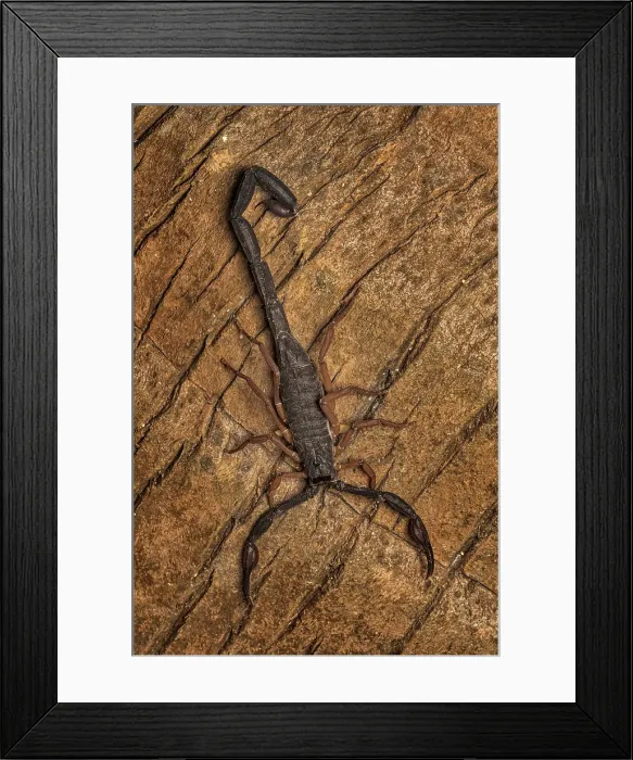 Framed Print : Grand Cayman Scorpion (Heteronebo caymanensis), Grand Cayman, British West Indies Framed Print : Grand Cayman Scorpion (Heteronebo caymanensis), Grand Cayman, British West Indies