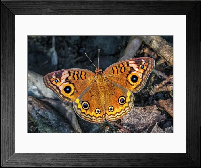 Framed Print : Tropical Buckeye (Junonia evarete), Grand Cayman, BWI