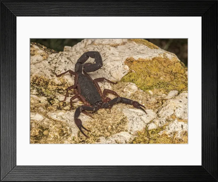 Framed Print : Grand Cayman Scorpion (Heteronebo caymanensis), Grand Cayman, British West Indies Framed Print : Grand Cayman Scorpion (Heteronebo caymanensis), Grand Cayman, British West Indies