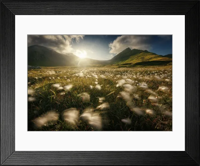Framed Print : Cotton flowers (Eriophorum) & the mountains in the island of Eysturoy, Faroe Islands Framed Print : Cotton flowers (Eriophorum) & the mountains in the island of Eysturoy, Faroe Islands