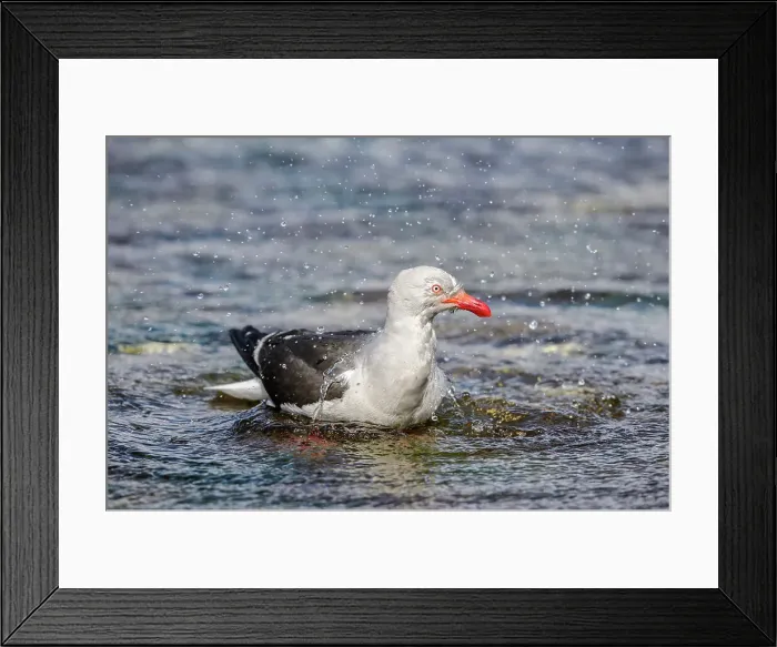 Framed Print : Dolphin gull (Leucophaeus scoresbii) Adult Bathing, Saunders Island, West Falkland, Falkland Islands Framed Print : Dolphin gull (Leucophaeus scoresbii) Adult Bathing, Saunders Island, West Falkland, Falkland Islands