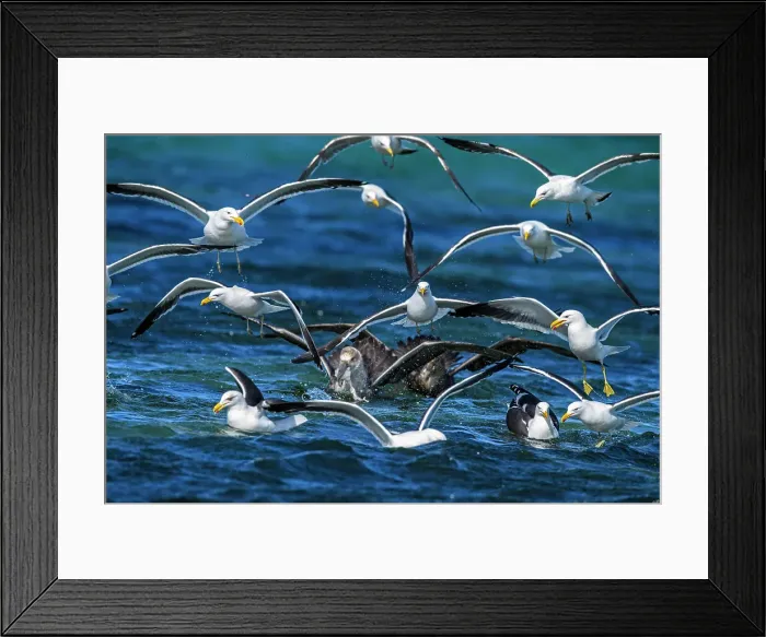 Framed Print : Kelp gull (Larus dominicanus) Southern giant petrel (Macronectes giganteus) competing for offal, Saunders Island, West Falkland, Falkland Islands Framed Print : Kelp gull (Larus dominicanus) Southern giant petrel (Macronectes giganteus) competing for offal, Saunders Island, West Falkland, Falkland Islands