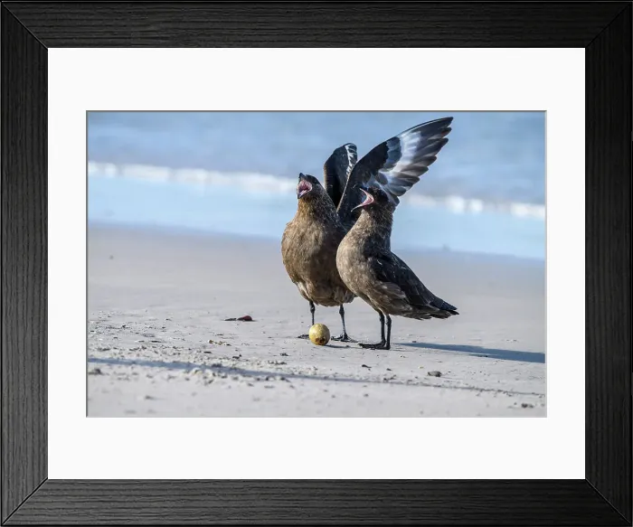 Framed Print : Brown skua (Stercorarius antarcticus) Eating a penguin egg, Saunders Island, West Falkland, Falkland Islands