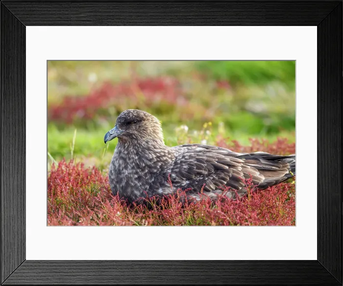 Framed Print : Brown skua (Stercorarius antarcticus), Sea Lion Island, East Falkland, Falkland Islands Framed Print : Brown skua (Stercorarius antarcticus), Sea Lion Island, East Falkland, Falkland Islands