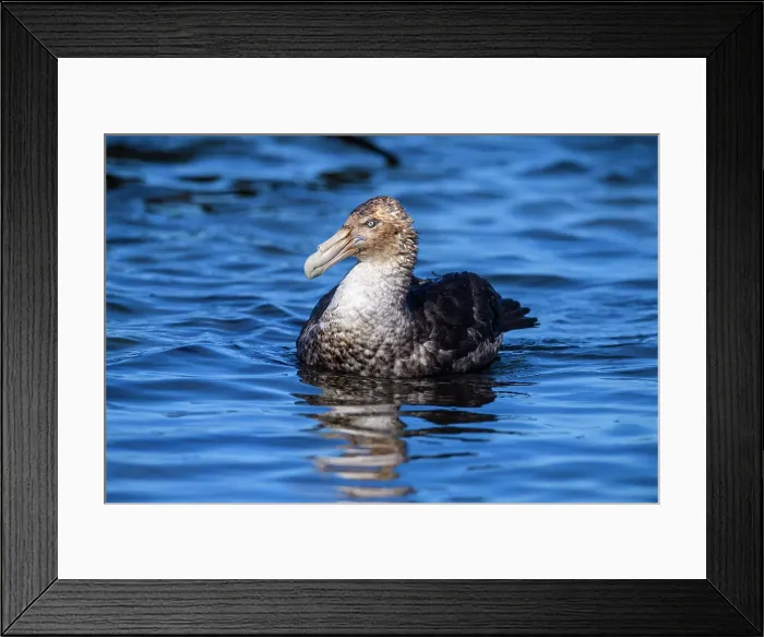 Framed Print : Southern giant petrel (Macronectes giganteus), Saunders Island, West Falkland, Falkland Islands Framed Print : Southern giant petrel (Macronectes giganteus), Saunders Island, West Falkland, Falkland Islands