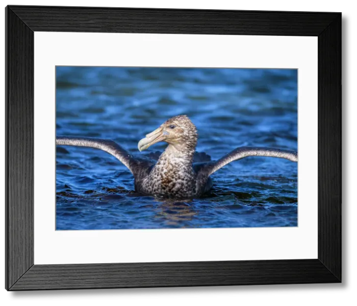 Framed Print : Southern giant petrel (Macronectes giganteus), Saunders Island, West Falkland, Falkland Islands Framed Print : Southern giant petrel (Macronectes giganteus), Saunders Island, West Falkland, Falkland Islands