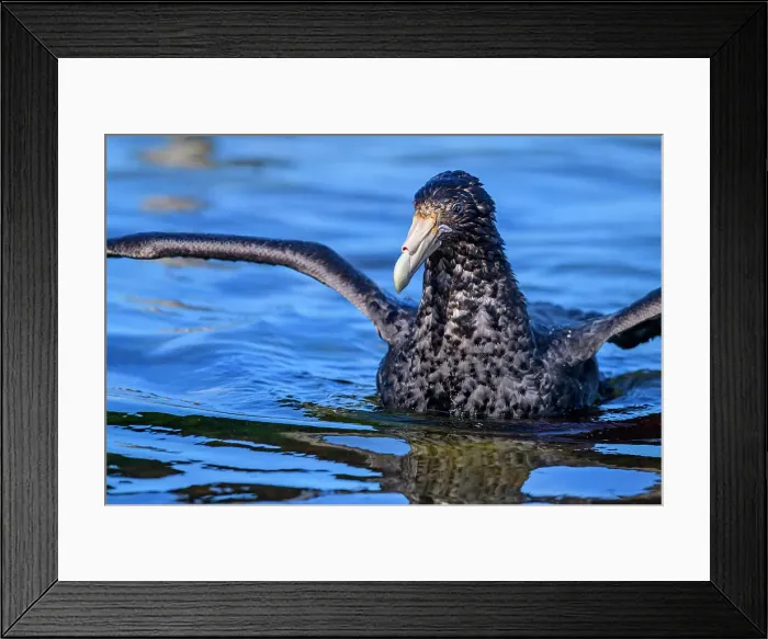 Framed Print : Southern giant petrel (Macronectes giganteus), Saunders Island, West Falkland, Falkland Islands Framed Print : Southern giant petrel (Macronectes giganteus), Saunders Island, West Falkland, Falkland Islands