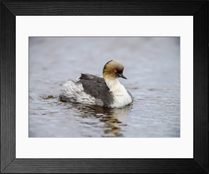 Framed Print : Silvery grebe (Podiceps occipitalis), Sea Lion Island, East Falkland, Falkland Islands Framed Print : Silvery grebe (Podiceps occipitalis), Sea Lion Island, East Falkland, Falkland Islands