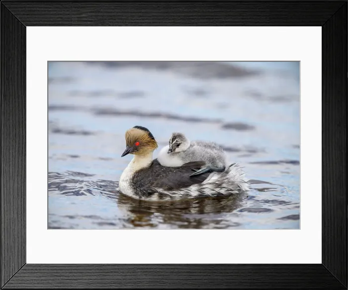 Framed Print : Silvery grebe (Podiceps occipitalis) Young riding the back of an adult, Sea Lion Island, East Falkland, Falkland Islands Framed Print : Silvery grebe (Podiceps occipitalis) Young riding the back of an adult, Sea Lion Island, East Falkland, Falkland Islands