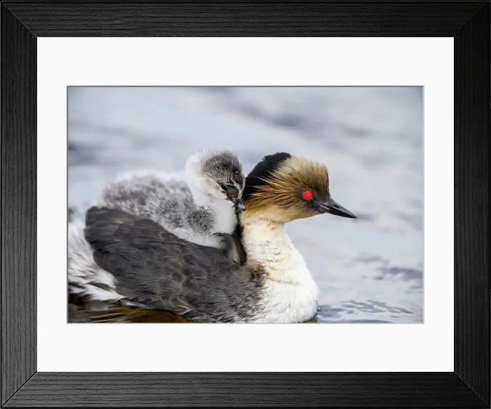 Framed Print : Silvery grebe (Podiceps occipitalis) Young riding the back of an adult, Sea Lion Island, East Falkland, Falkland Islands Framed Print : Silvery grebe (Podiceps occipitalis) Young riding the back of an adult, Sea Lion Island, East Falkland, Falkland Islands